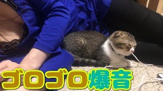 爆音！うとうとゴロゴロな子猫【スコティッシュフォールド】【Scottish Fold】