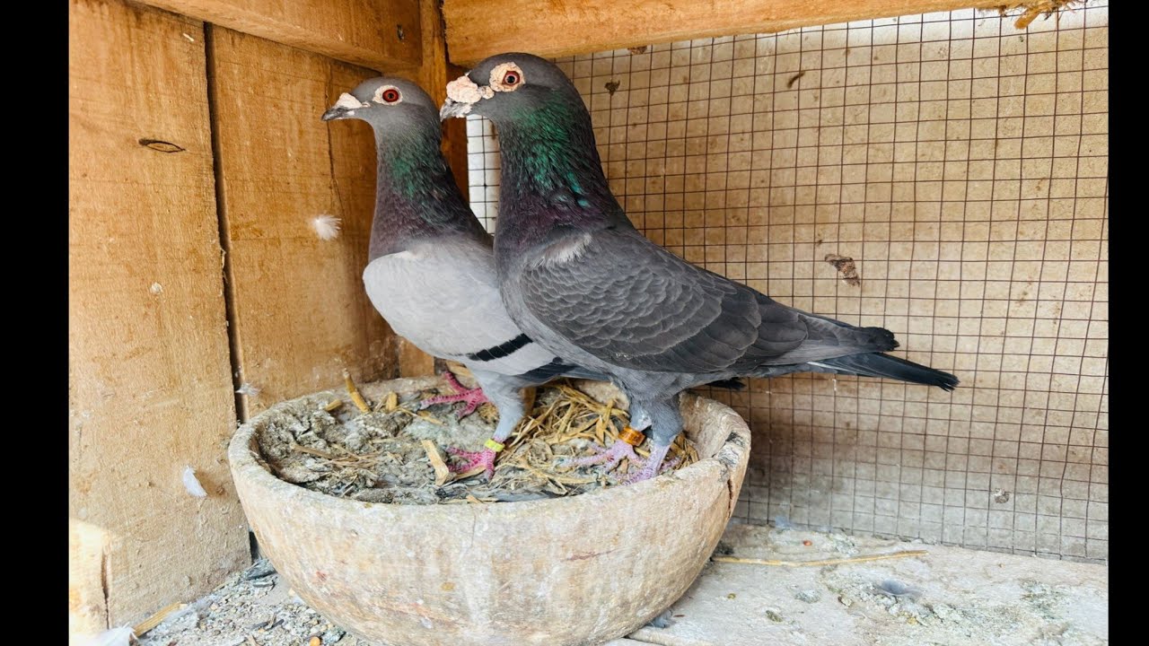 Racing pigeons| PPA Auctions| Eijerkamp|