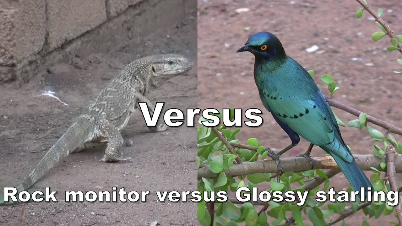Bird versus lizard on safari in South Africa. An epic struggle in the wild!