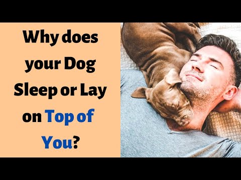 Videó: Miért fekszik rajtam a kutyám?