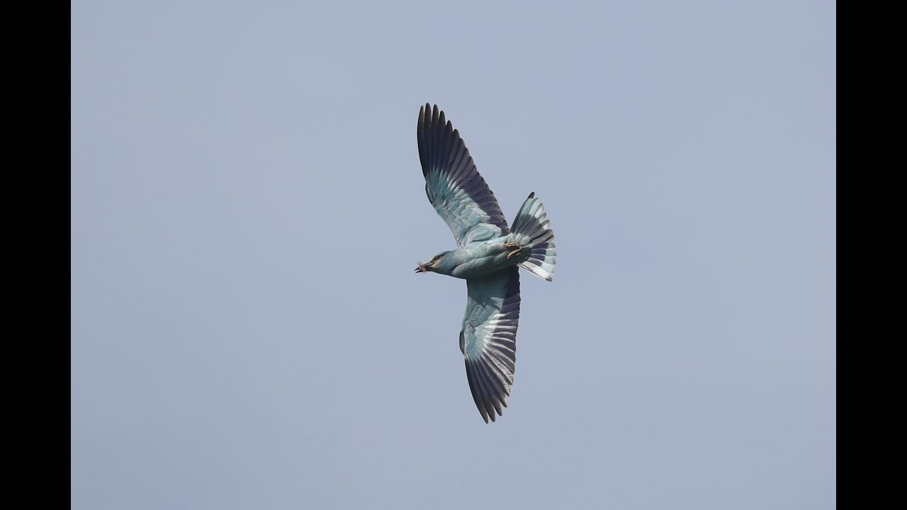 European Roller, Icklingham, Suffolk, 25/6/21