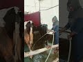 मैदान में अगर हम उतर गए वह लोग | अंजना पशुपालन & डेरी