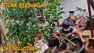 CARA MERAWAT KEMUNING BONGKAR TOTAL !!