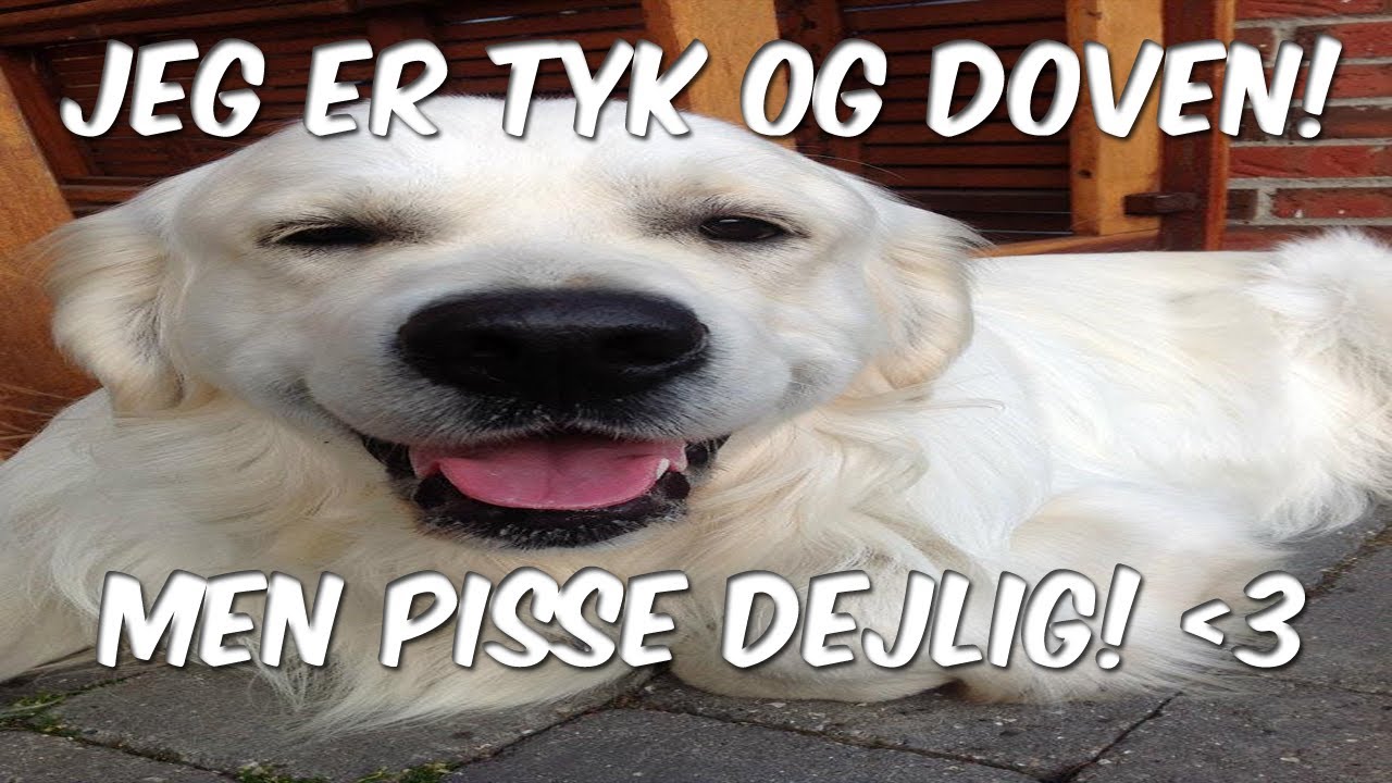 Min hund tyk og doven! - YouTube