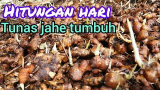 cara  mudah menumbuhkan tunas /kecambah jahe dalam hitungan hari