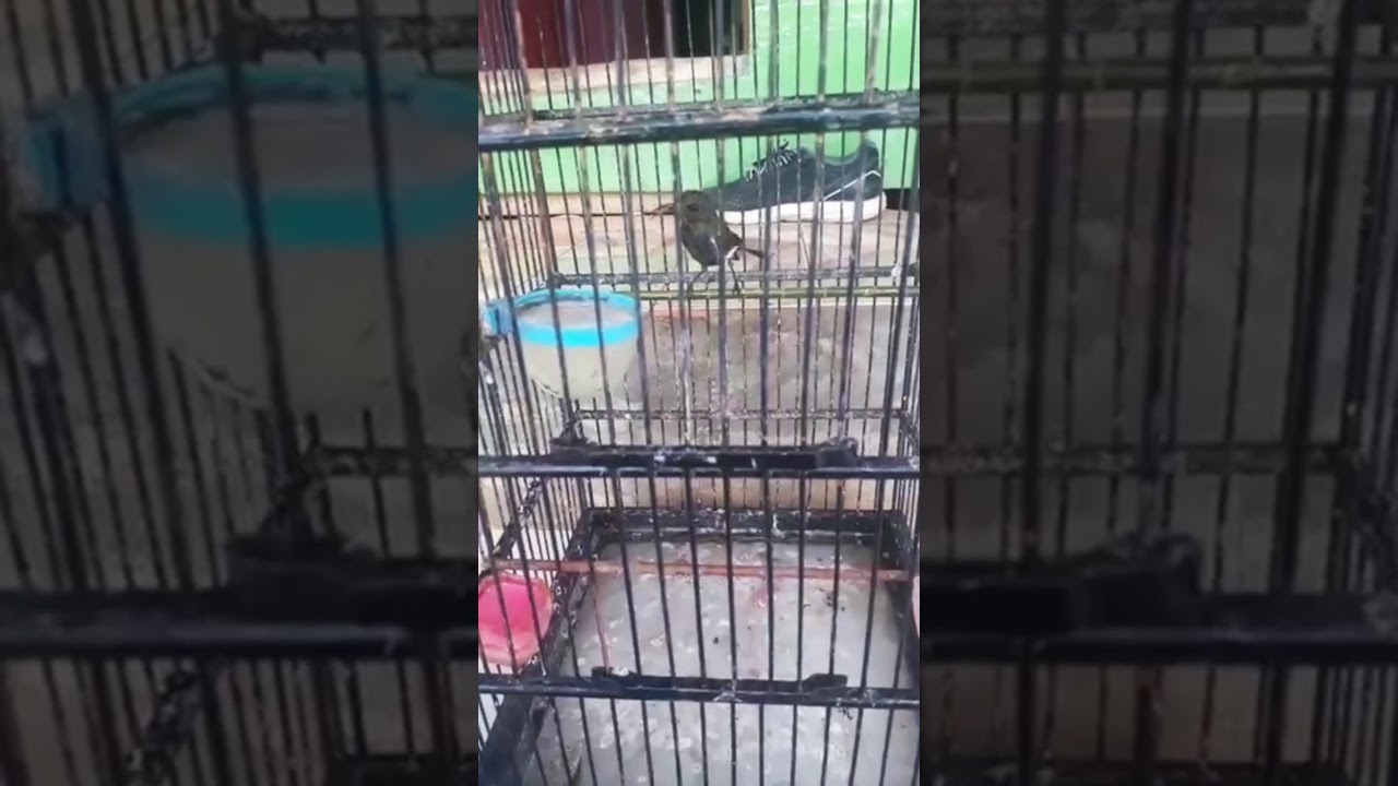 Burung Kolibri Merak Youtube
