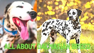 DOG BREED | Dalmatian dog | Dalmatian dog breeds | all about Dalmatian breed | Dalmatian |