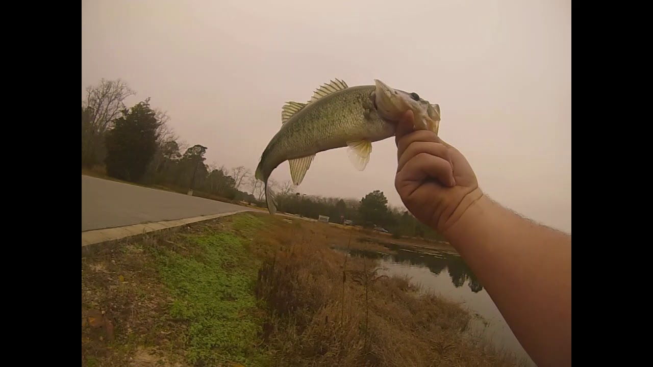 bass fishing local ponds 