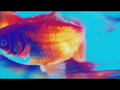 [샤이니 SHINee] Odd (2015) + Atlantis (2021) || 6년전 물에 떠밀려간 소년들은 용궁을 짓다