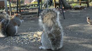 ABY 35 Squirrels are bullies - CatTV - Videos for Cats by Andy's Back Yard 556 views 1 year ago 9 minutes, 20 seconds