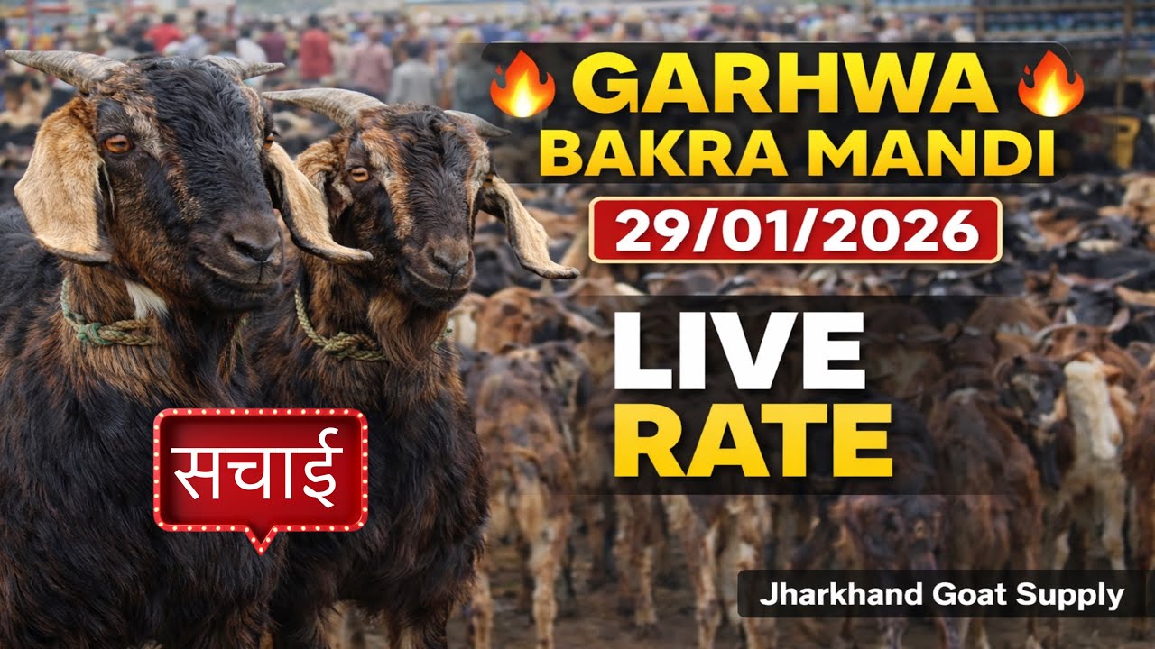 👉 Garhwa Bakra Mandi 29/01/2026 🔥 Jharkhand Bihar Ka Sabse Bada Bakra Market | Live Rate 🐐