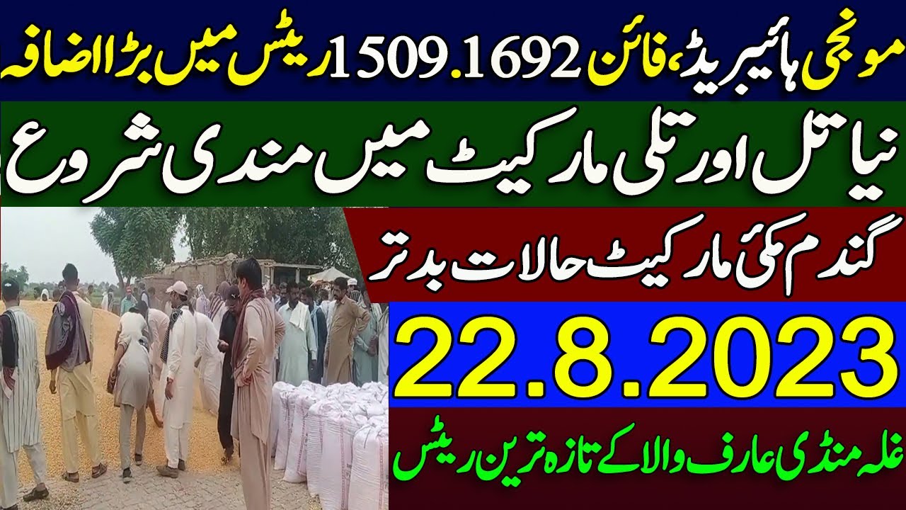 Fresh Munji Rates !! Wheat Makki Dhan Till Galla Mandi arifwala Rates