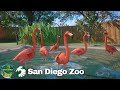 Urban Jungle's Assorted Animals | San Diego Zoo in Planet Zoo Ep.23