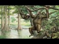 Miocene Apes and Their Characteristics