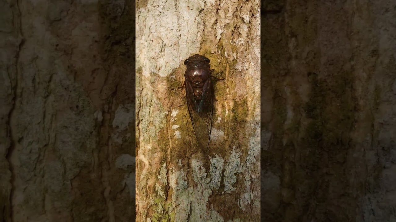 Cicada Sings LOUDLY on Tree | Unmistakable Summer Sound!
