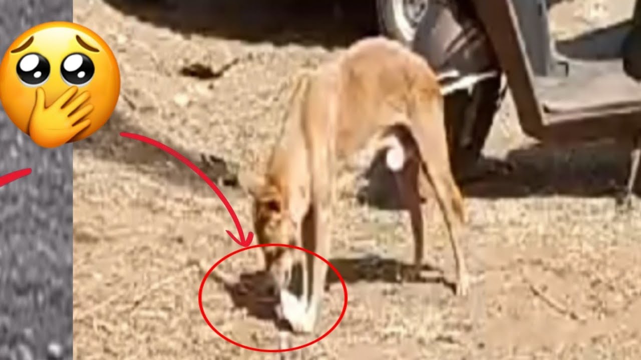 What Is Street Dog Doing Poor Street Dogs viral share what-is-street-dog-doing-poor-street-dogs-viral-share