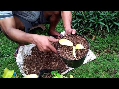 Video: Apa Itu Root Beer Hyssop - Tips Menanam Hyssop Sunset Di Taman