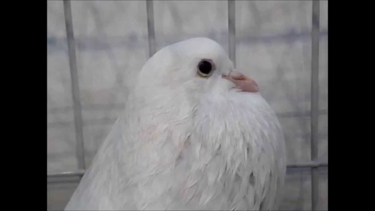 Boulant Anglais blanc, Exposition Avicole Kembs 2014, Englische Kröpfer