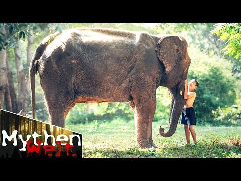 Video: Die Wahren Geschichten Von Mowgli. Von Tieren Aufgezogene Kinder - Alternative Ansicht