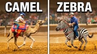 Camel, Ostrich, Zebra, Emu, Ostrich Chariot  racing exotic animals