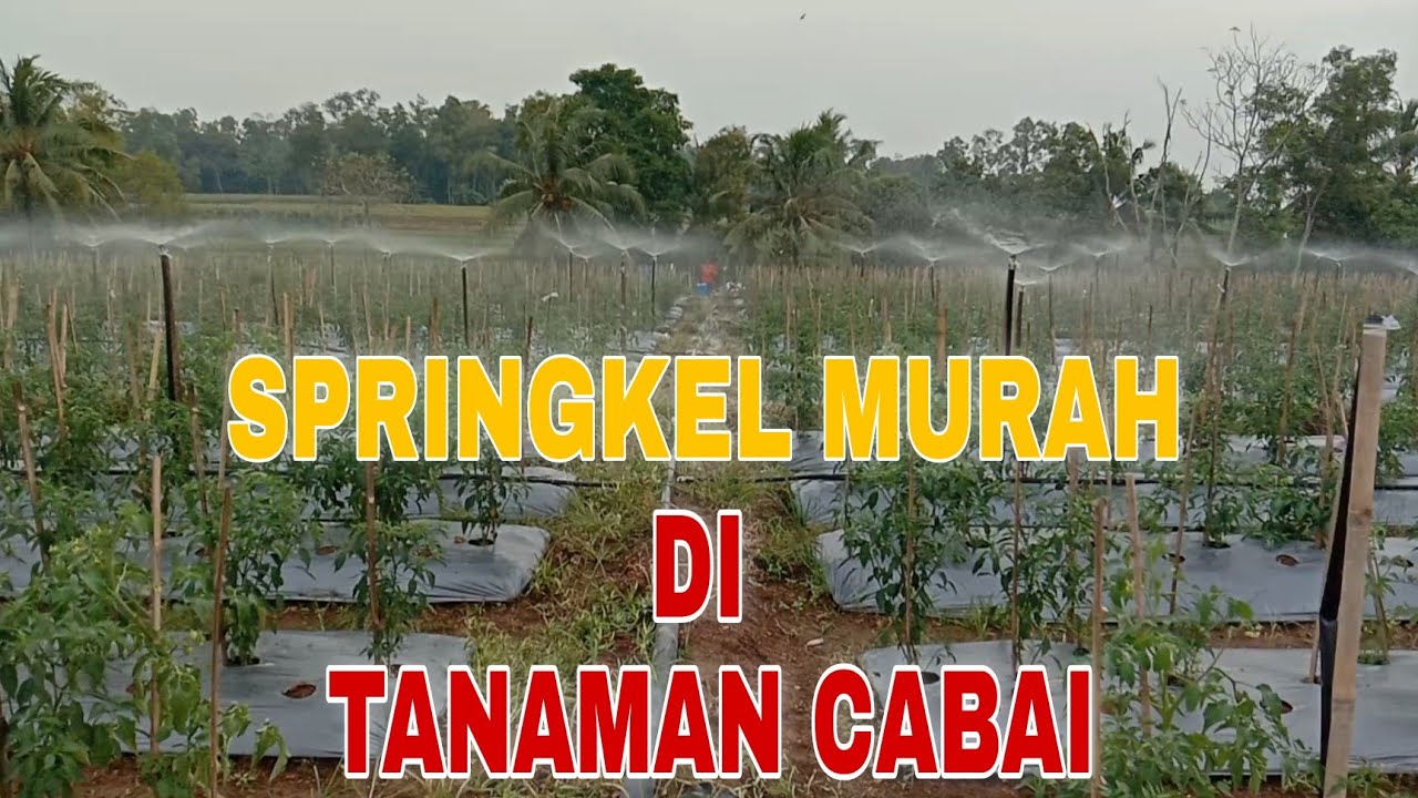 SPRINKLER PERTANIAN//sprinkler murah untuk tanaman cabai YouTube