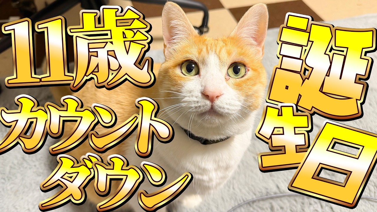 ユ*コ様 ⭐️59匹⭐️招き猫⭐️御頼み猫⭐️ゴマスリ猫⭐️よろしゅう猫⭐️置物 🐈＜㊗️】Robin's 11th Birthday Countdown Live Stream!! - YouTube