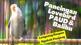 Pancingan Lovebird PAUD Belajar Bunyi Ini Mampu Buat Labet Segala Usia Sontak Gacor Ngekek Panjang