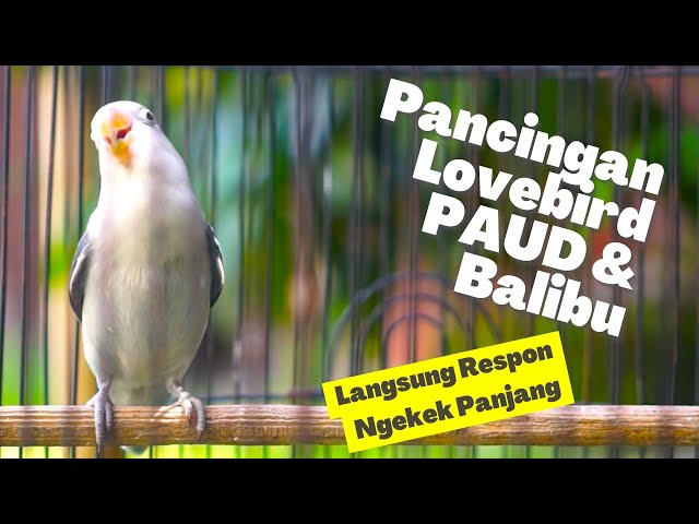 Pancingan Lovebird PAUD Belajar Bunyi Ini Mampu Buat Labet Segala Usia Sontak Gacor Ngekek Panjang class=