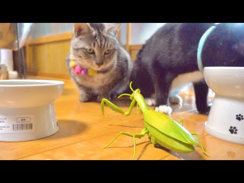 いきなり猫の前に動く巨大カマキリが出現すると。。