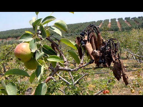 Vidéo: Contrôle du chancre du pommier : comment traiter le chancre du pommier dans le jardin potager