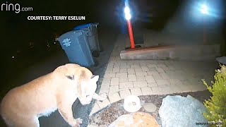 Mountain lion caught on cam in Los Osos neighborhood