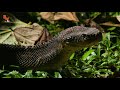 Avoid These Venomous Snake Bites at All Costs