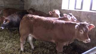 Ganaderos en su hábitat | Asturianas en Cañeda | 25.3.2022