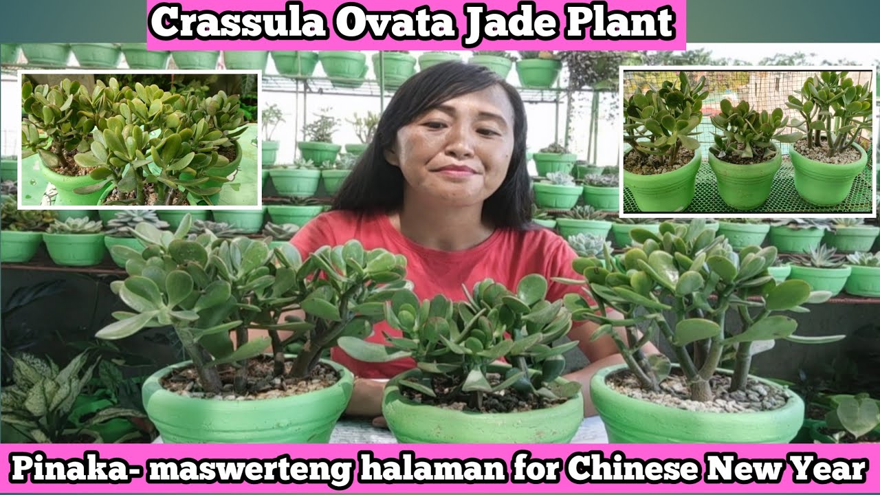 7 REASON WHY JADE PLANT IS THE MOST LUCKY FENG SHUI PLANT IN CHINESE