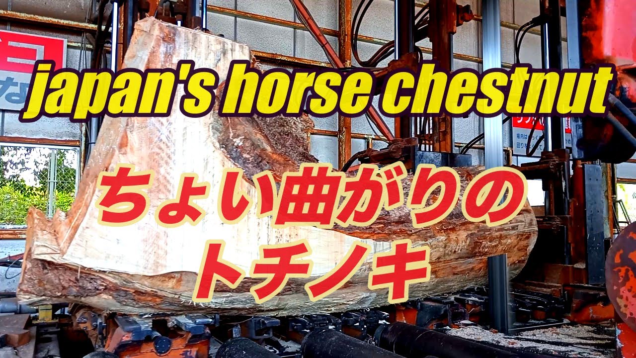玉切り材　ヒノキ① ヒノキ 玉切り】造材するにあたってわかりやすい玉切りのやり方 - YouTube