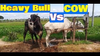 Best Cow And Bull Meetingmating Cow Farming