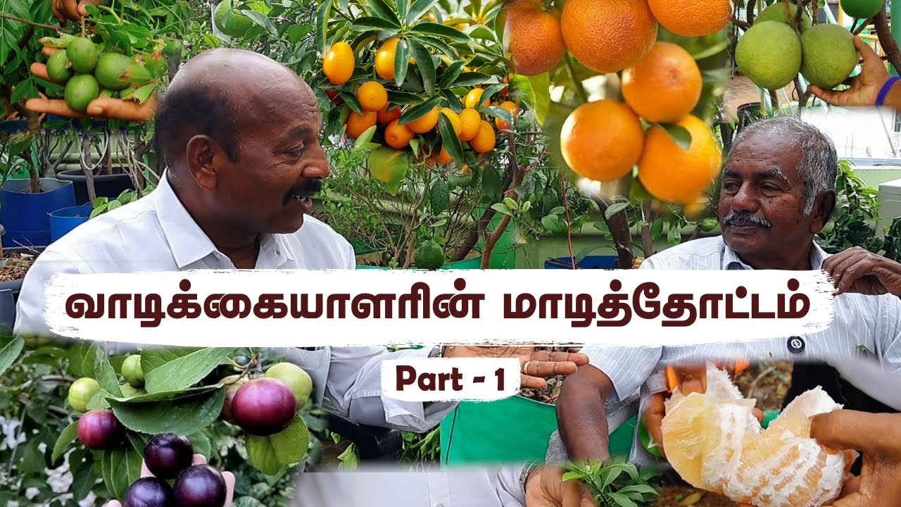 வாடிக்கையாளரின் மாடி தோட்டம் 🤩A Visit to Our Client’s Thriving Terrace Garden! 🍅🍇