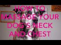 How To Massage Your Dog S Neck And Chest 