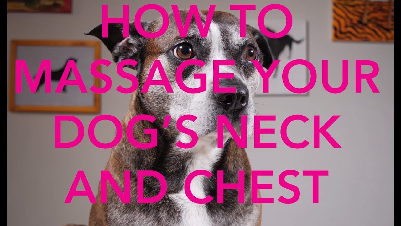How To Massage Your Dog's Neck and Chest