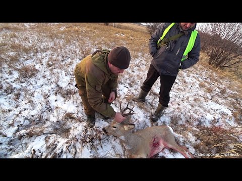 Видео: Охота на косулю в Сибири. Добыли и сразу приготовили.