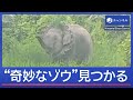 “奇妙なゾウ”見つかる　“タテガミ”のようにタイヤが…【スーパーJチャンネル】(2026年9月15日)のサムネイル
