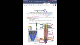 โครงสร้างและหน้าที่ของราก ตอนที่ 1