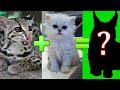 15 скрещиваний кошек разных пород. #часть 1