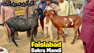 Download lagu Faislabad Bakra Mandi Update | Beetal Bakria or Beetal Bachy | 29/10/2025