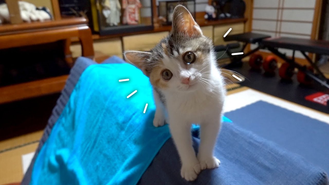 ベッドマットレスを遊具にしちゃうおてんば子猫もこたん