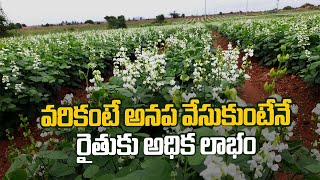 ఆనప సాగులో 3 నుంచి 4 లక్షల లాభం | 3 to 4 lakhs of profit in anapa cultivation