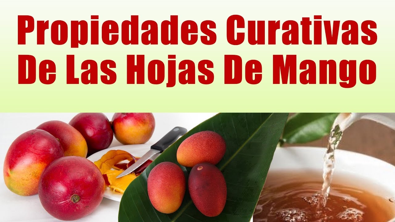 Para Que Sirven Las Hojas De Mango Propiedades Curativas De Las