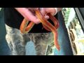 BLOOD RED CORNSNAKE VIDEO