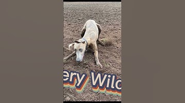 Welcome to the channel #dog #introduction #introducing #short #subscribe #shorts