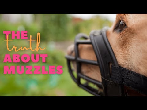 Video: Do Dog Muzzles Get A Bad Rap?